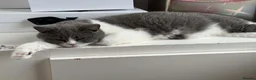 British Shorthair cats for sale: Champion bred blue-white bi colour 🌟  - Advert 3