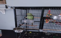 Ringnecks birds for sale: 9 month old ringneck and cage - Image 2