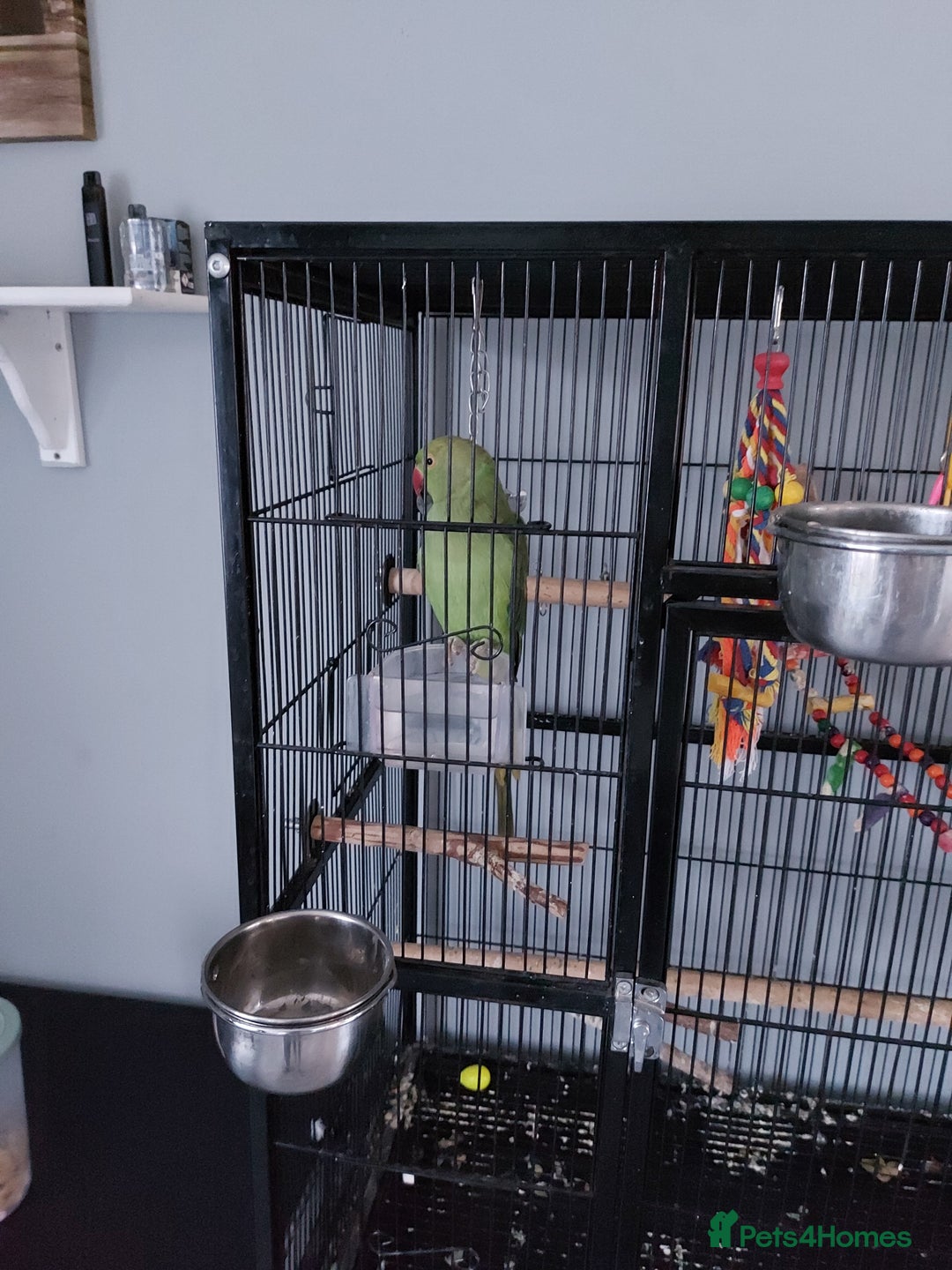 Ringnecks birds for sale: 9 month old ringneck and cage - Image 2