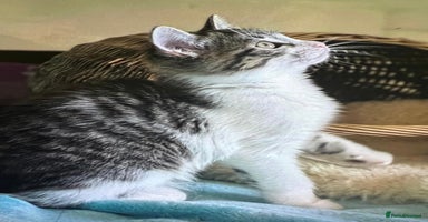 Ragdoll cats - Advert 2