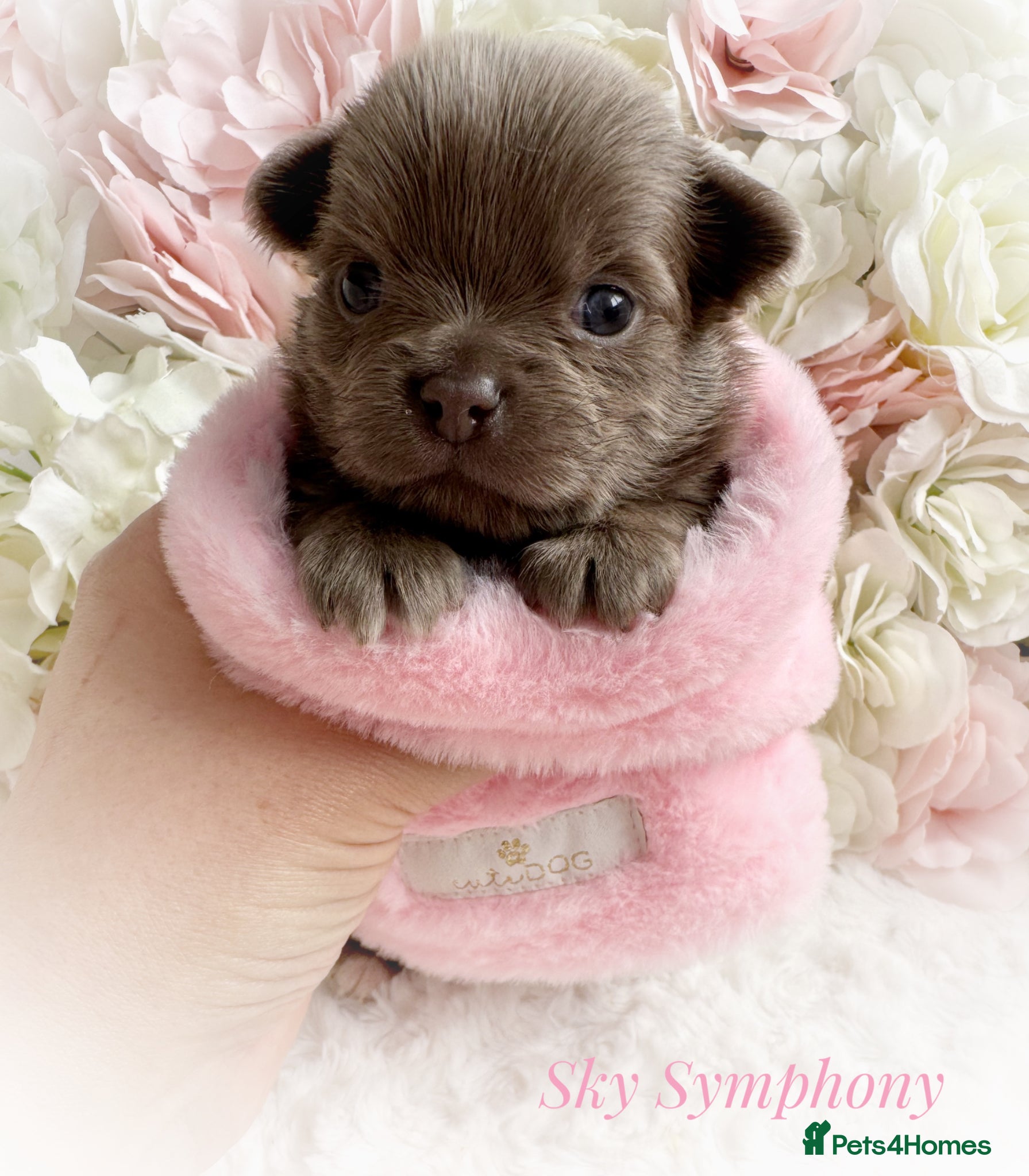 Chihuahua dogs KC chocolate and lilac long coat quality puppies  - Advert 1