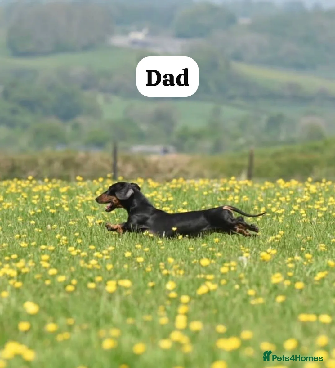 Miniature Dachshund dogs for sale: HEALTH TESTED KC MINIATURE Dachshund PUPPIES - Advert 2