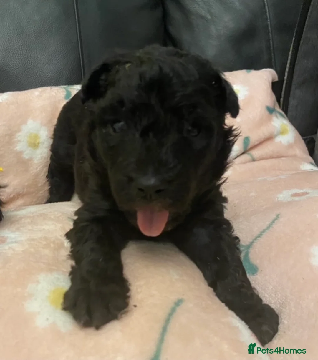 Hungarian Pumi dogs for sale: Rare Breed  - Advert 12