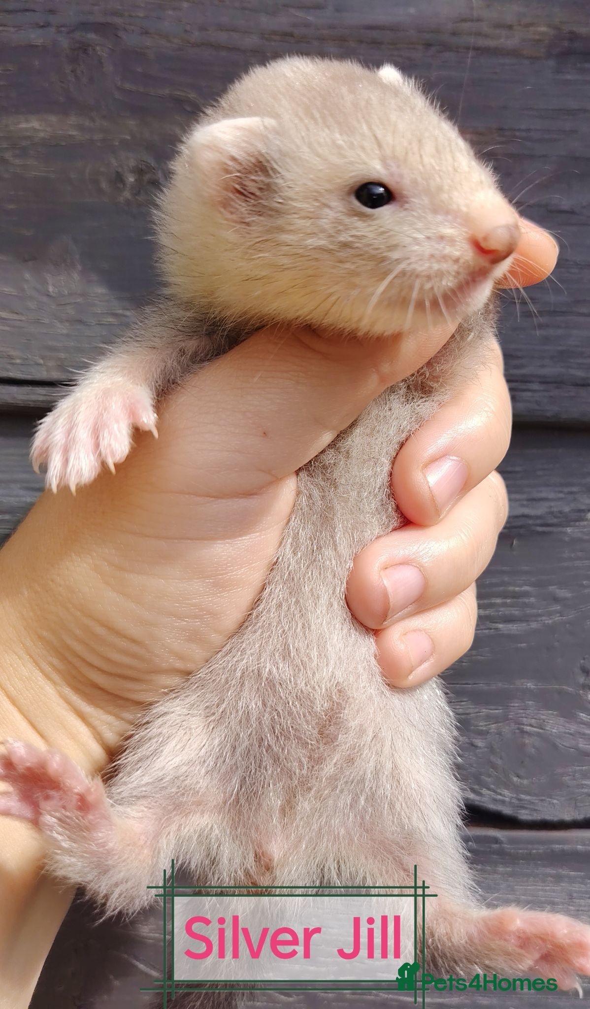 Ferret rodents Angora and small ferret kits - Advert 2