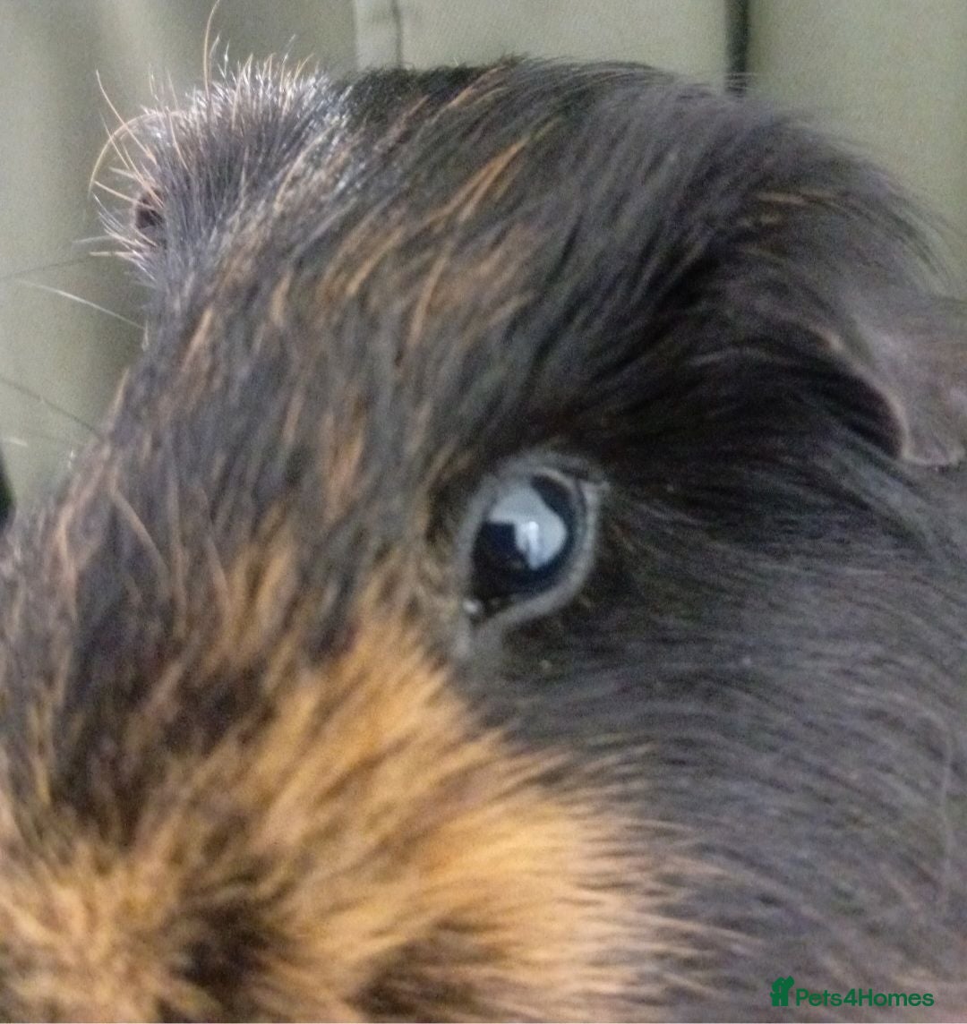 Guinea Pig rodents My names button. Nice to meet you - Advert 1
