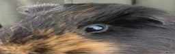 Guinea Pig rodents for sale: My names button. Nice to meet you in Hartlepool - Advert 1