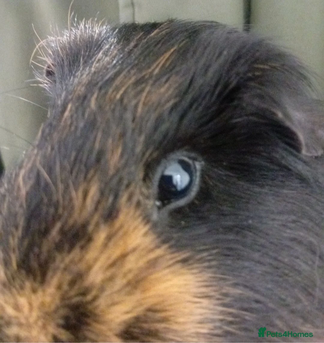 Guinea Pig rodents for sale: My names button. Nice to meet you in Hartlepool - Advert 1