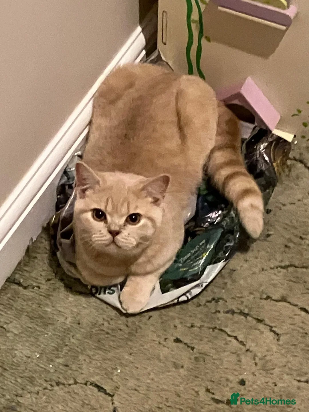 British Shorthair cats for sale: Mabel needs a quiet loving home  - Advert 12