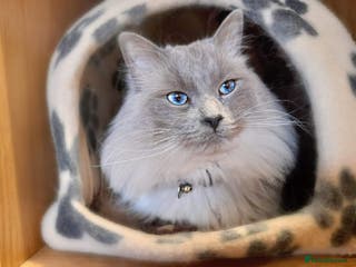 Ragdoll cats ABSOLUTELY EXCEPTIONAL in Warrington - Advert 19