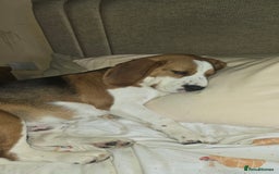 Mixed Breed dogs for sale: Beagle bocker puppy - Image 2