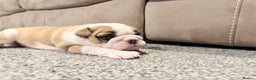 English Bulldog dogs for sale: Exceptional Show-Quality KC English Bulldog Boy - Advert 26