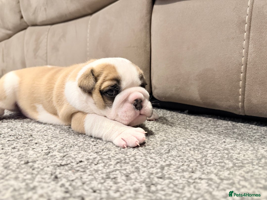 English Bulldog dogs for sale: Exceptional Show-Quality KC English Bulldog Boy - Advert 26