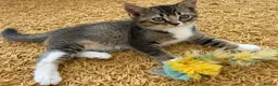 Mixed Breed cats for sale: Half British Short hair mixed breed  - Advert 14