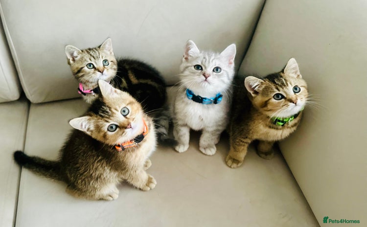 British Shorthair cats - Advert 2