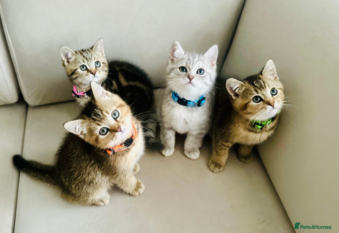 British Shorthair cats for sale: ❣️British shh TICA register Active Champion Line❣️ - Image 3