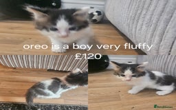 British Shorthair cats for sale: Beautiful kittens for sale  - Image 1
