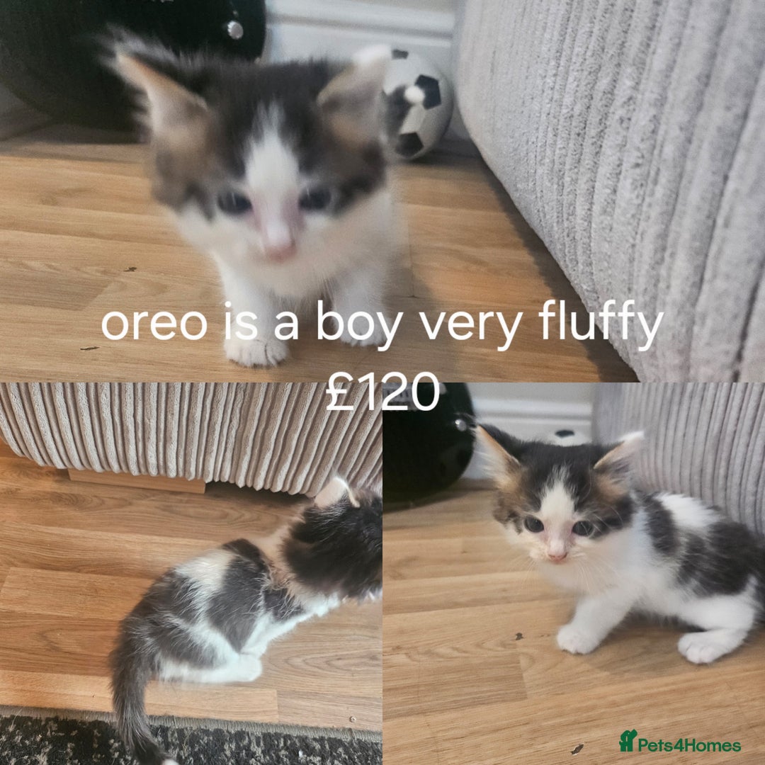 British Shorthair cats for sale: Beautiful kittens for sale  - Image 1
