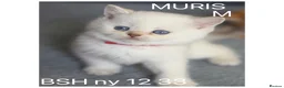 British Shorthair cats for sale: British sh odd/blue eyed adorable kittens GCCF  - Advert 11