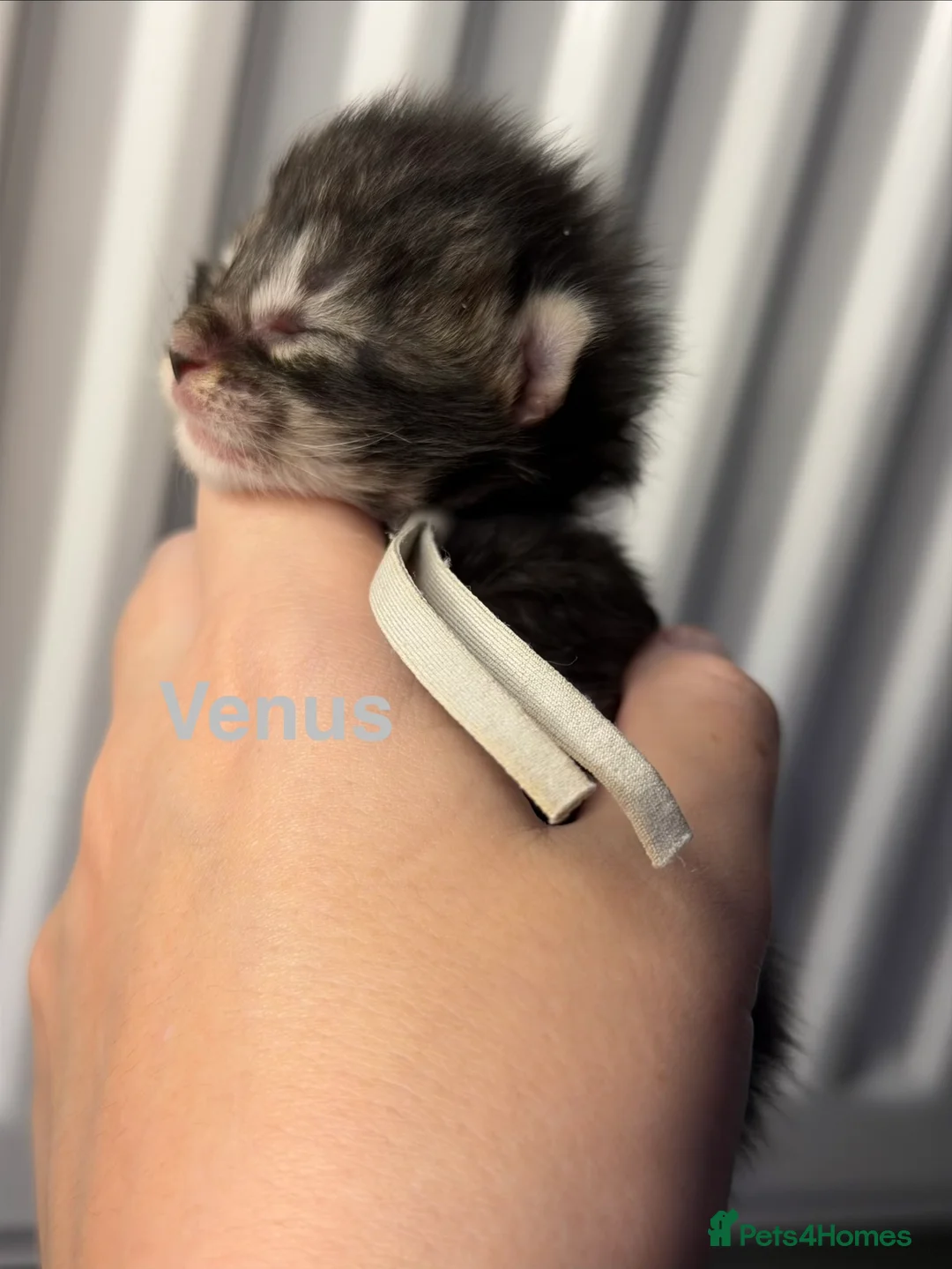 Maine Coon cats for sale: TICA Registered Maine Coon Kittens  - Advert 32