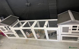 Mini Lop rabbits for sale: 2 Mini Lop + Large Hutch Ready for 5 star Family  - Image 3