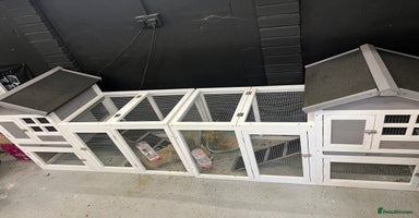 Mini Lop rabbits - Advert 14