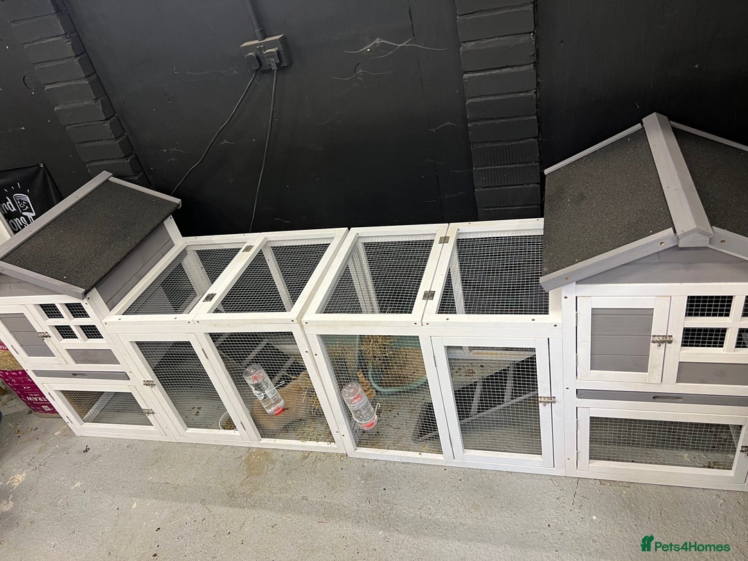 Mini Lop rabbits for sale: 2 Mini Lop + Large Hutch Ready for 5 star Family  - Image 3