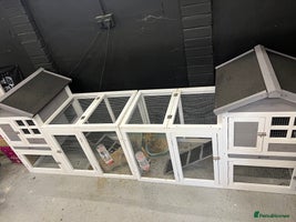 Mini Lop rabbits - Advert 13