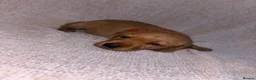 Labrador Retriever dogs for sale: KC Registered Fox Red Labrador Puppies in Aldershot - Advert 12