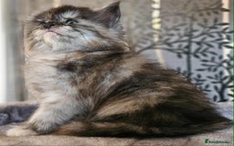 Maine Coon cats for sale: Champion Line Maine Coons –Rare, Fluffy, Gorgeous! - Image 21