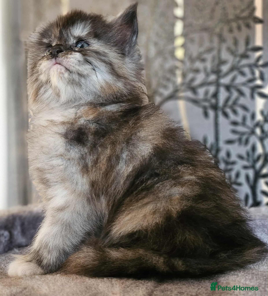 Maine Coon cats for sale: Champion Line Maine Coons –Rare, Fluffy, Gorgeous! - Image 21