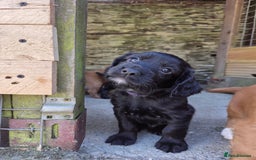 Cocker Spaniel dogs for sale: Working cocker spaniel pups - Image 15