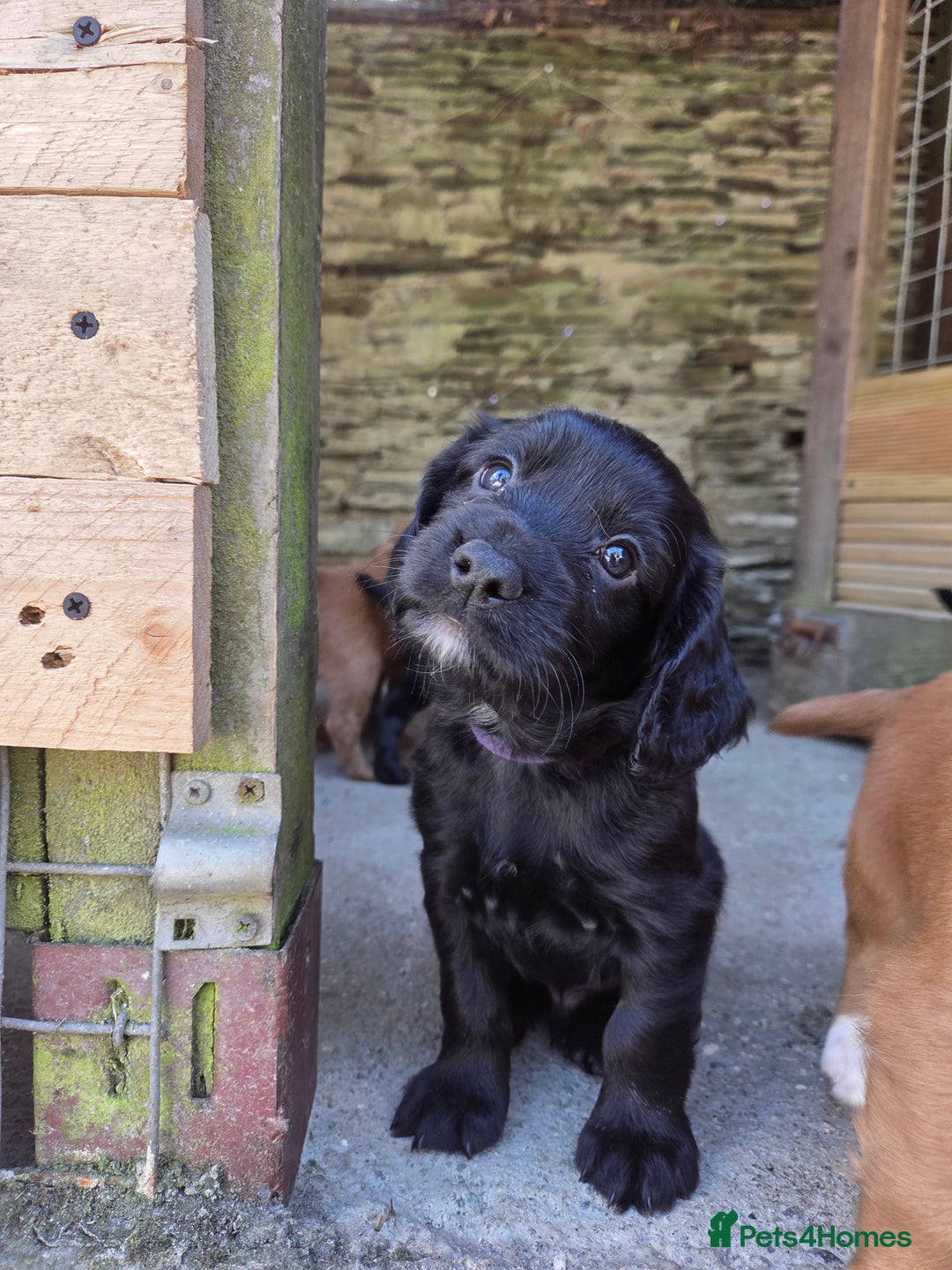 Cocker Spaniel dogs for sale: Working cocker spaniel pups - Image 15