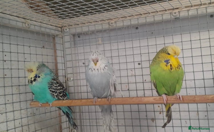 Budgerigars birds - Advert 16