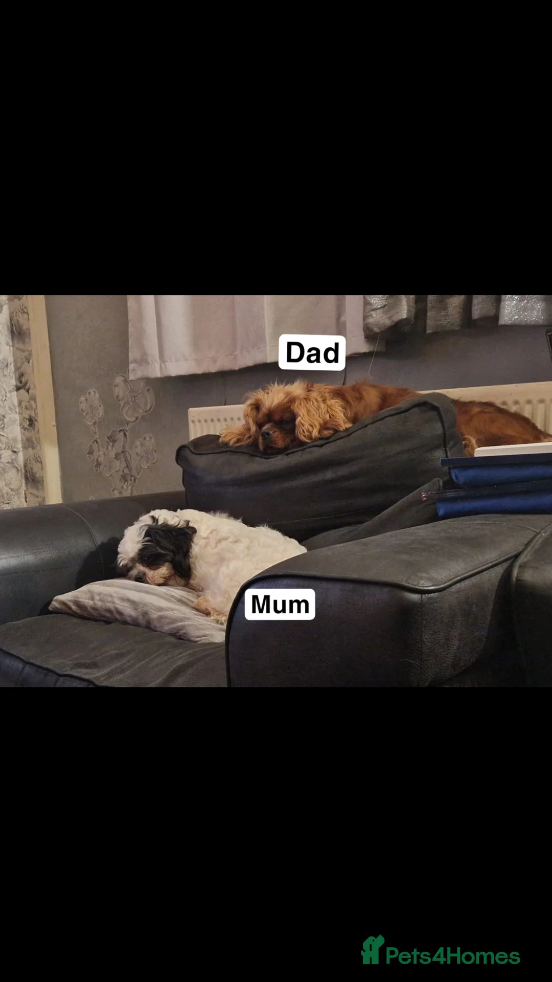 Cava Tzu dogs for sale: Cava-Tzu pups - Advert 2