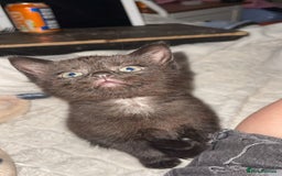 Mixed Breed cats for sale: 3 kittens for sale.  - Image 2