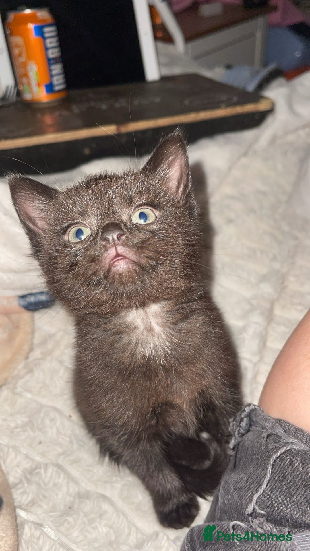 Mixed Breed cats for sale: 3 kittens for sale.  - Image 2