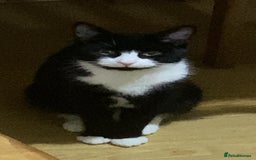 Domestic Shorthair cats for sale: Cheap Kittens for sale - Image 8