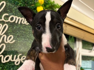 English Bull Terrier dogs - Advert 1