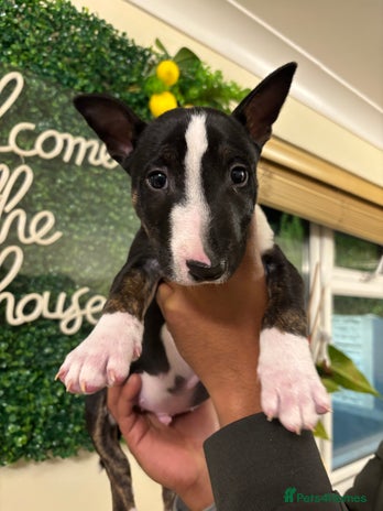 English Bull Terrier dogs - Advert 1