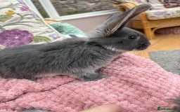 Mini Lop rabbits for sale: Indoor raised Mini Lops in Abergavenny - Image 7