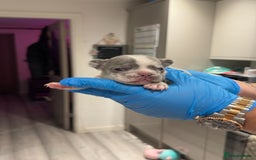 French Bulldog dogs for sale: Merle and lilac and tan French bulldog puppies - Image 6