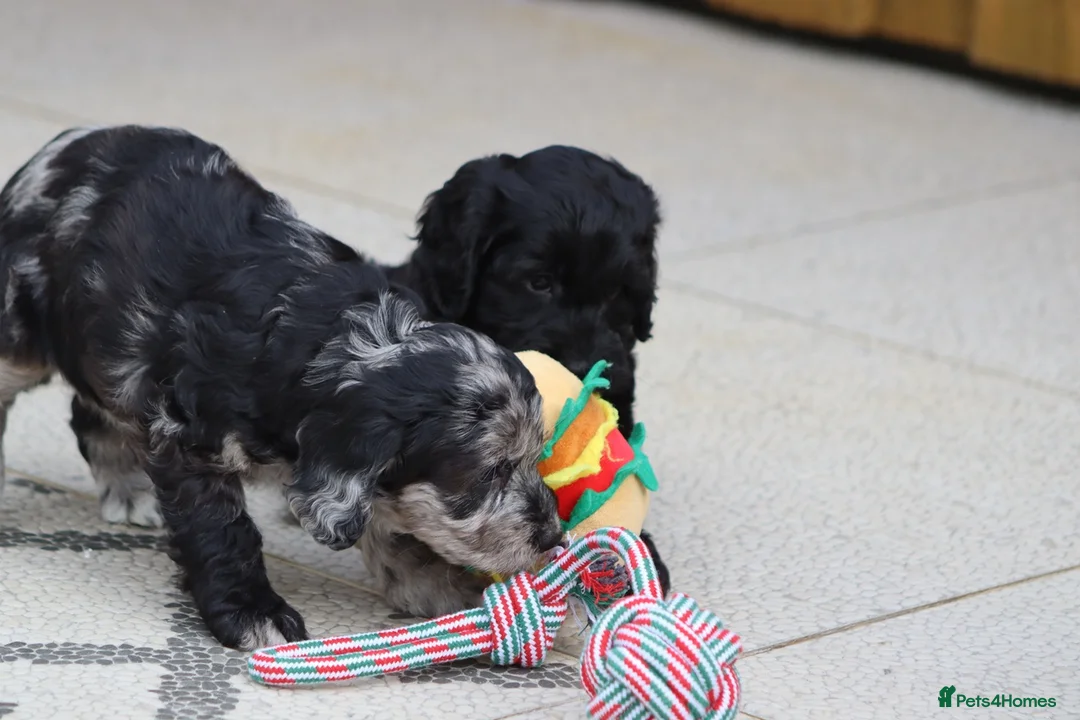 Cockapoo dogs for sale: F1 Cockapoo puppies for sale - Advert 26