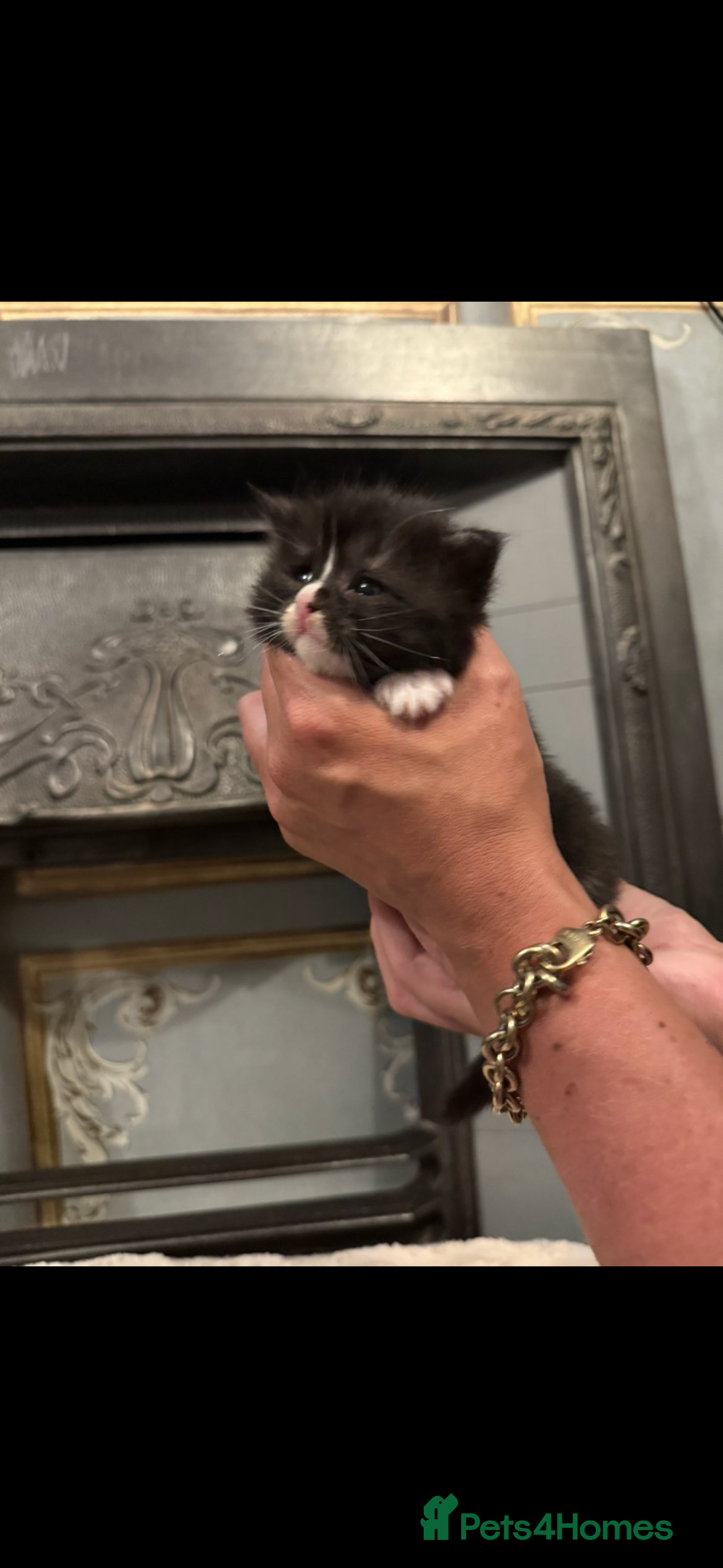 Maine Coon cats for sale: Giant mainecoons🎃 - Image 3