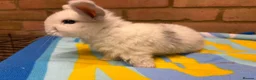 Mini Lop rabbits for sale: Beautiful Mini Lop Rabbits – Ready from 9th Nov - Advert 12