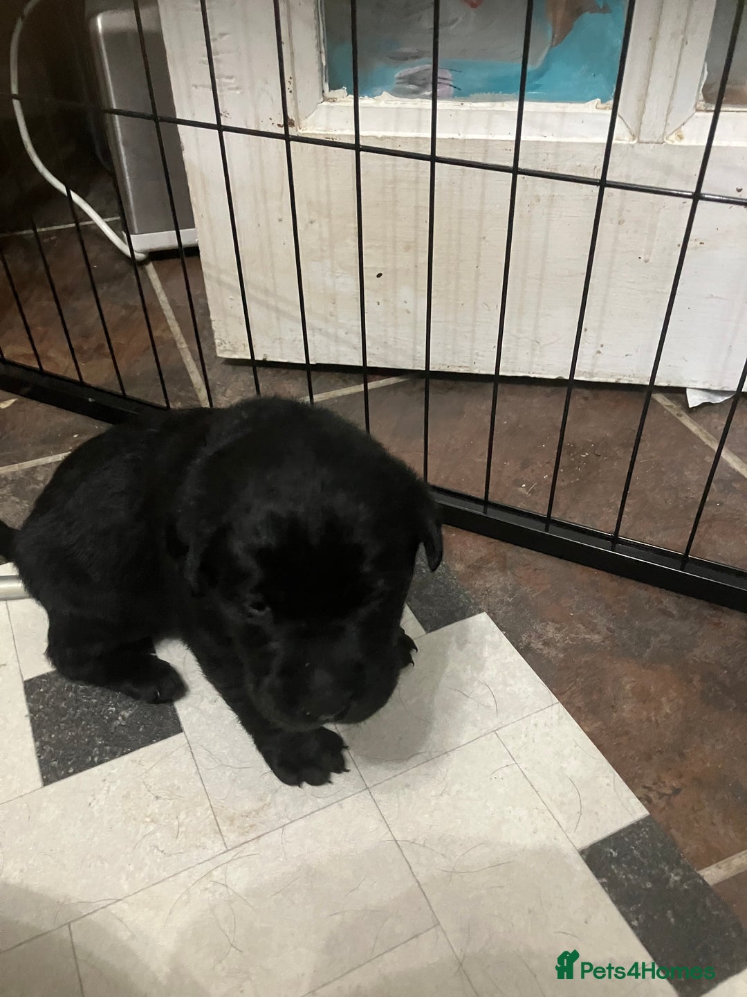 Labrador Retriever dogs for sale: Litter of 10 Beautiful black Puppies - Advert 15