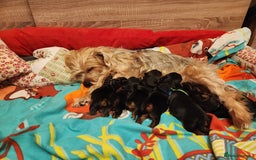 Yorkshire Terrier dogs for sale: 6 beautiful yorkie puppies - Image 4