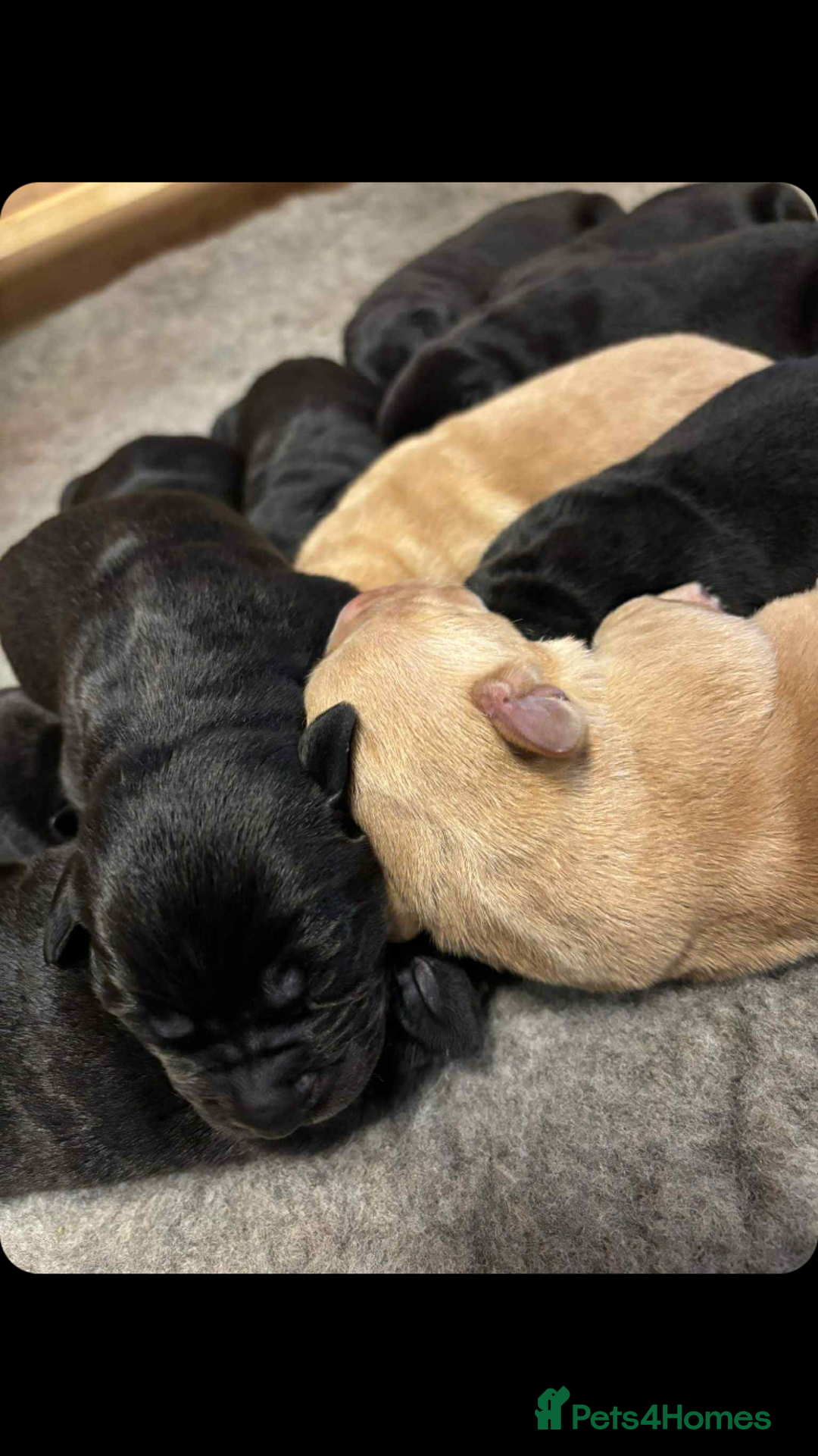 Labrador Retriever dogs for sale: Labrador puppies - Advert 2