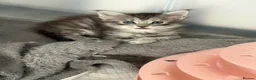 Maine Coon cats for sale: Silver Tabby mainecoon - Advert 7