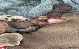 Dachshund dogs for sale: Beautiful litter of dachshund puppies  - Image 4