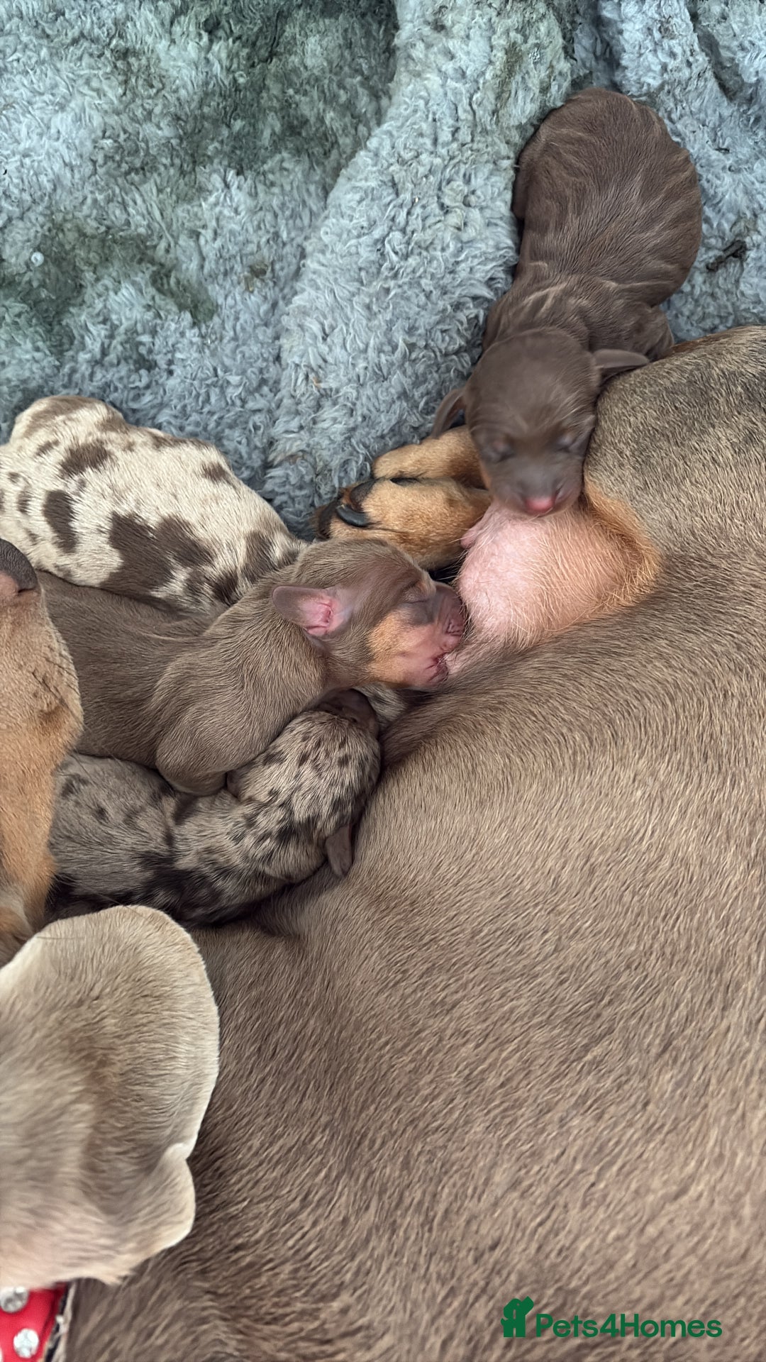 Dachshund dogs for sale: Beautiful litter of dachshund puppies  - Image 4